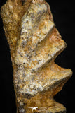 05468 - Beautiful Well Preserved Ceratodus humei Tooth From Kem Kem Basin