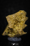 05469 - Beautiful Well Preserved Ceratodus humei Tooth From Kem Kem Basin