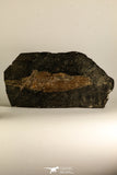 30110- Eocene 7.09 Inch Atractosteus straussi Fossil Fish - Messel Shale