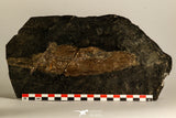 30110- Eocene 7.09 Inch Atractosteus straussi Fossil Fish - Messel Shale