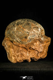 30116 - Huge and Nicely Preserved 5.27 Inch Hadrosaurus Egg in Matrix Kaoguo Fm Cretaceous China