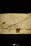 30117 - Nicely Preserved Sinohydrosaurus lingyuanensis Reptile Fossil from Liaoning Province