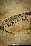 30117 - Nicely Preserved Sinohydrosaurus lingyuanensis Reptile Fossil from Liaoning Province