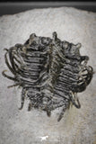 20041 - Outstanding 1.74 Inch Spiny Koneprusia dahmani Lower Devonian Trilobite