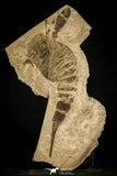 30119 - Unusual Top Huge 9.09 Inch Eurypterus (Sea Scorpion) Silurian New York