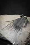 20042 - Outstanding 1.85 Inch Kettneraspis prescheri (Long Occipital Horn) Lower Devonian Trilobite