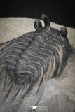20042 - Outstanding 1.85 Inch Kettneraspis prescheri (Long Occipital Horn) Lower Devonian Trilobite