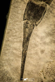 30119 - Unusual Top Huge 9.09 Inch Eurypterus (Sea Scorpion) Silurian New York