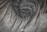 20042 - Outstanding 1.85 Inch Kettneraspis prescheri (Long Occipital Horn) Lower Devonian Trilobite