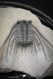 20042 - Outstanding 1.85 Inch Kettneraspis prescheri (Long Occipital Horn) Lower Devonian Trilobite