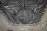 20042 - Outstanding 1.85 Inch Kettneraspis prescheri (Long Occipital Horn) Lower Devonian Trilobite