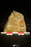 30123 - Rare 0.48 Inch Colpocoryphe Middle Ordovician Trilobite - France