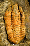 30123 - Rare 0.48 Inch Colpocoryphe Middle Ordovician Trilobite - France