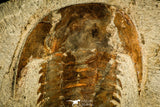 30124 - Top Quality 5.00 Inch Myopsolenites boutiouiti Middle Cambrian Trilobite