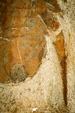 30124 - Top Quality 5.00 Inch Myopsolenites boutiouiti Middle Cambrian Trilobite