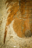 30124 - Top Quality 5.00 Inch Myopsolenites boutiouiti Middle Cambrian Trilobite