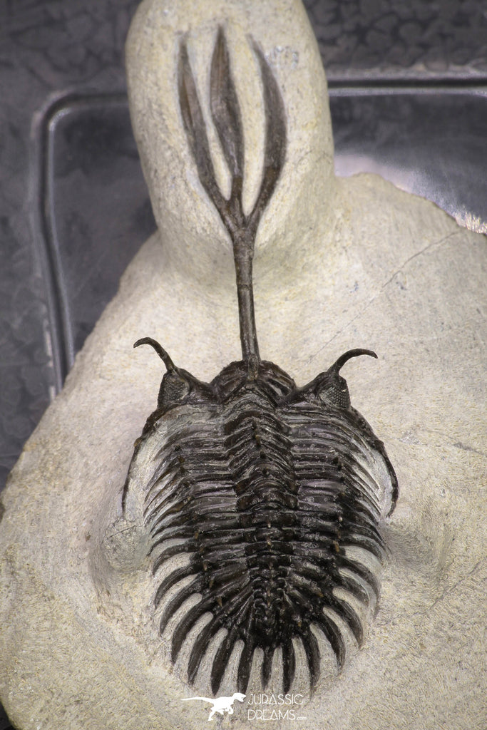 20021 - Museum Grade Trident 3.19 Inch Walliserops trifurcatus Middle Devonian Trilobite