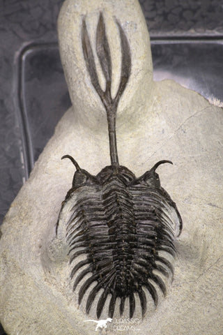 20021 - Museum Grade Trident 3.19 Inch Walliserops trifurcatus Middle Devonian Trilobite