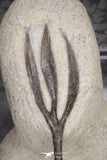 20021 - Museum Grade Trident 3.19 Inch Walliserops trifurcatus Middle Devonian Trilobite