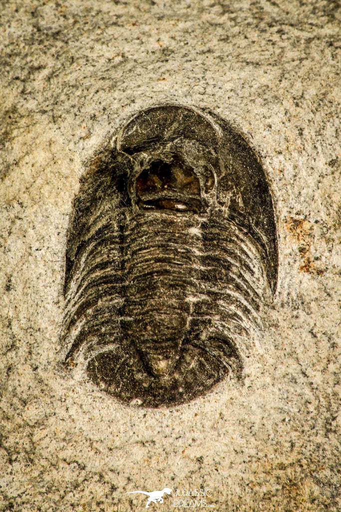 30125 - Top Rare 0.75 Inch Tropidocoryphe Devonian Trilobite