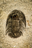 30125 - Top Rare 0.75 Inch Tropidocoryphe Devonian Trilobite