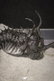 20021 - Museum Grade Trident 3.19 Inch Walliserops trifurcatus Middle Devonian Trilobite