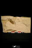 30127- Top Beautiful Fossil Pea Crab (Pinnixa) From California - Miocene