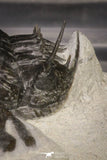 20021 - Museum Grade Trident 3.19 Inch Walliserops trifurcatus Middle Devonian Trilobite