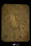 30128 - Top Rare 1.68 Inch Athabaskia wasatchensis Middle Cambrian Trilobite - Utah USA