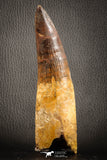 07132 - Top Huge 5.76 Inch Spinosaurus Dinosaur Tooth Cretaceous
