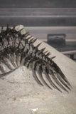 20021 - Museum Grade Trident 3.19 Inch Walliserops trifurcatus Middle Devonian Trilobite