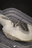 20021 - Museum Grade Trident 3.19 Inch Walliserops trifurcatus Middle Devonian Trilobite