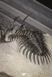 20021 - Museum Grade Trident 3.19 Inch Walliserops trifurcatus Middle Devonian Trilobite