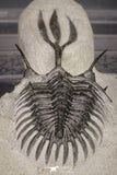 20021 - Museum Grade Trident 3.19 Inch Walliserops trifurcatus Middle Devonian Trilobite