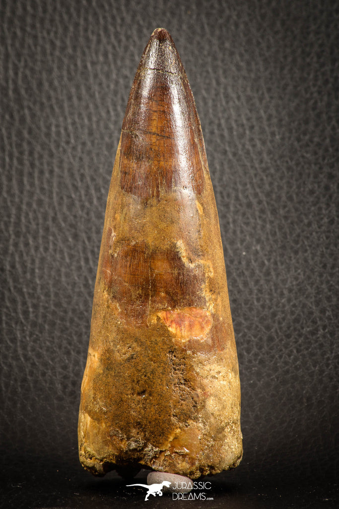 07133 - Top Huge Restored 4.43 Inch Spinosaurus Dinosaur Tooth Cretaceous