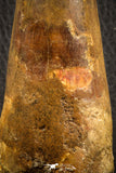 07133 - Top Huge Restored 4.43 Inch Spinosaurus Dinosaur Tooth Cretaceous
