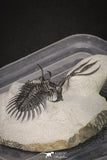 20021 - Museum Grade Trident 3.19 Inch Walliserops trifurcatus Middle Devonian Trilobite