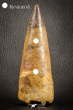 07133 - Top Huge Restored 4.43 Inch Spinosaurus Dinosaur Tooth Cretaceous