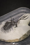 20021 - Museum Grade Trident 3.19 Inch Walliserops trifurcatus Middle Devonian Trilobite