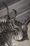 20021 - Museum Grade Trident 3.19 Inch Walliserops trifurcatus Middle Devonian Trilobite