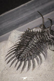20021 - Museum Grade Trident 3.19 Inch Walliserops trifurcatus Middle Devonian Trilobite