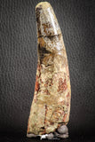 07134 - Top Huge Restored 4.72 Inch Spinosaurus Dinosaur Tooth Cretaceous
