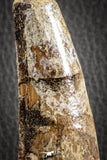07134 - Top Huge Restored 4.72 Inch Spinosaurus Dinosaur Tooth Cretaceous