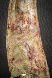 07134 - Top Huge Restored 4.72 Inch Spinosaurus Dinosaur Tooth Cretaceous
