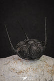 20044 - Top Well Prepared "Flying" 1.34 Inch Cyphaspis (Otarion) cf. boutscharafinense Devonian Trilobite