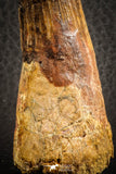 07135 - Top Beautiful 3.61 Inch Spinosaurus Dinosaur Tooth Cretaceous