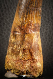 07135 - Top Beautiful 3.61 Inch Spinosaurus Dinosaur Tooth Cretaceous
