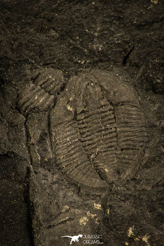 30134 - Top Rare Archegonus aprathensis German Carboniferous Trilobite