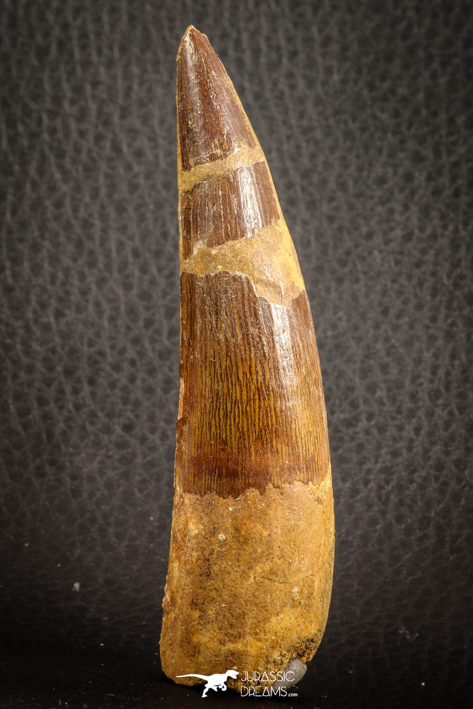 07136 - Top Beautiful 3.67 Inch Spinosaurus Dinosaur Tooth Cretaceous