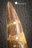 07136 - Top Beautiful 3.67 Inch Spinosaurus Dinosaur Tooth Cretaceous